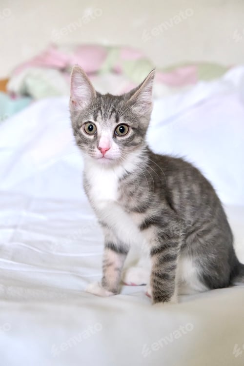 Preview: A small domestic kitten