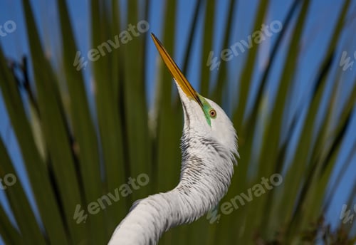 Preview: Nesting Great Egret in Florida