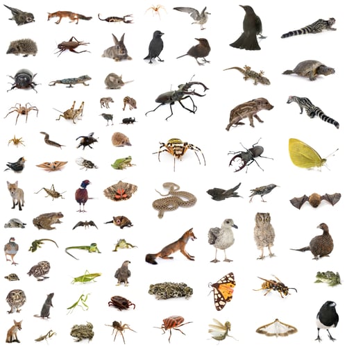 Preview: european wildlife in studio