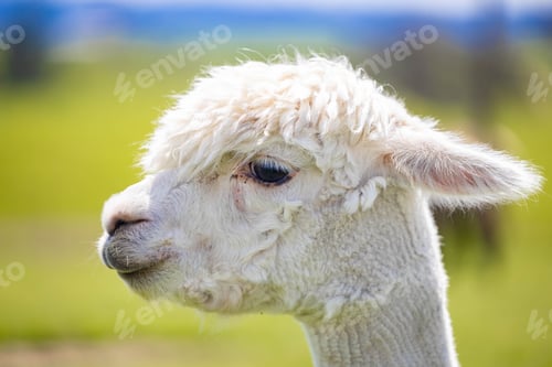 Preview: Closeup of a white alpaca in a green field in New Zealand