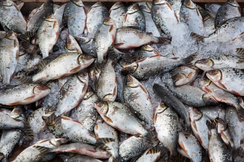 Preview: Overfishing fish in ices, Brazil
