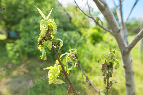Preview: Diseases on peach leaves close-up, spring season, garden