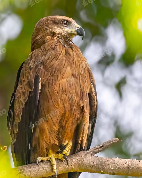 Preview: Black Kite perched on a tree branch