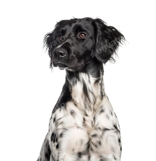 Preview: Large Munsterlander, 1 year old, in front of white background