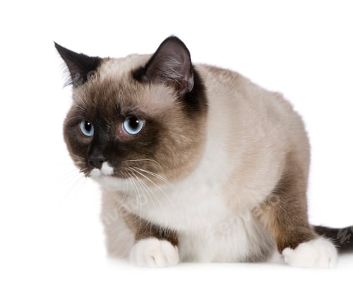 Preview: Birman (1 years)