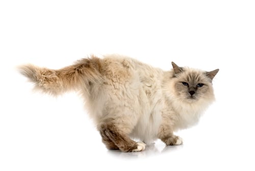 Preview: birman cat in studio