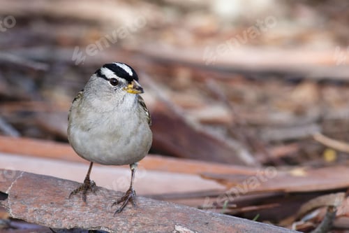 Preview: Closeup shot of s white-crowned sparrow, Zonotrichia leucophrys.