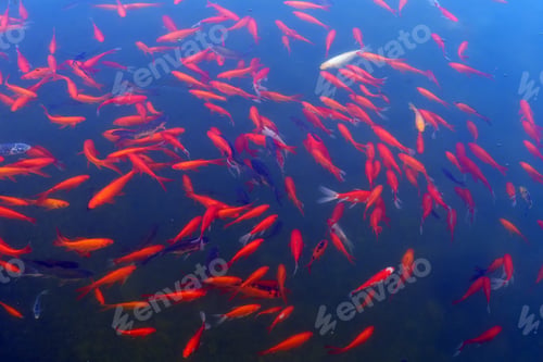 Preview: pond with goldfish
