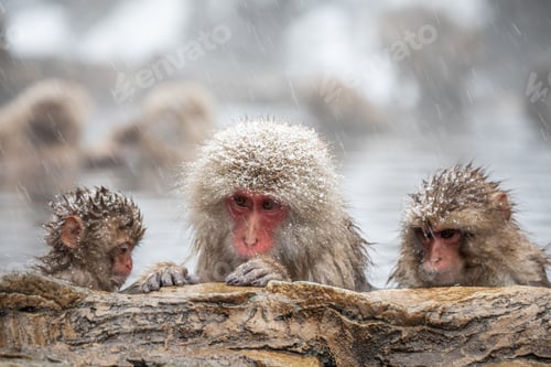 Preview: Snow monkey
