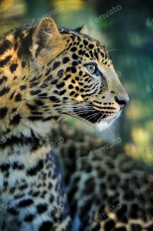 Preview: Close leopard portrait