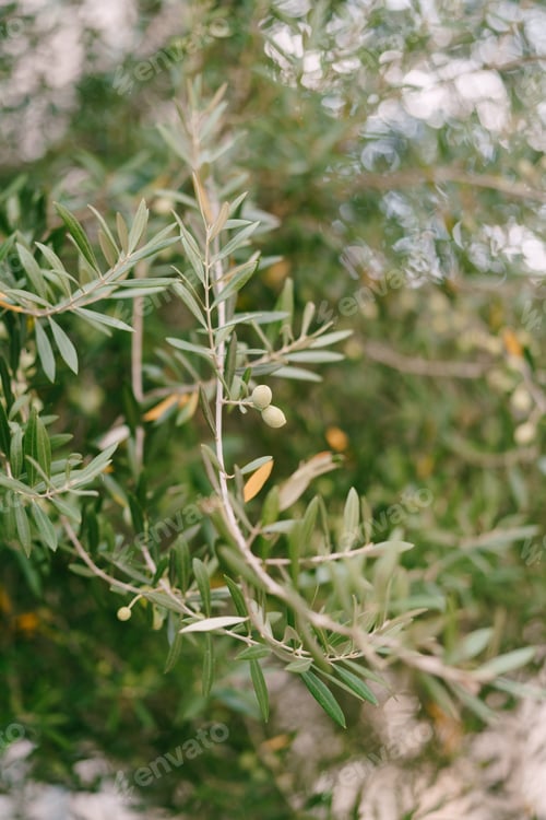 Preview: Green olives hang on tree branches in a grove