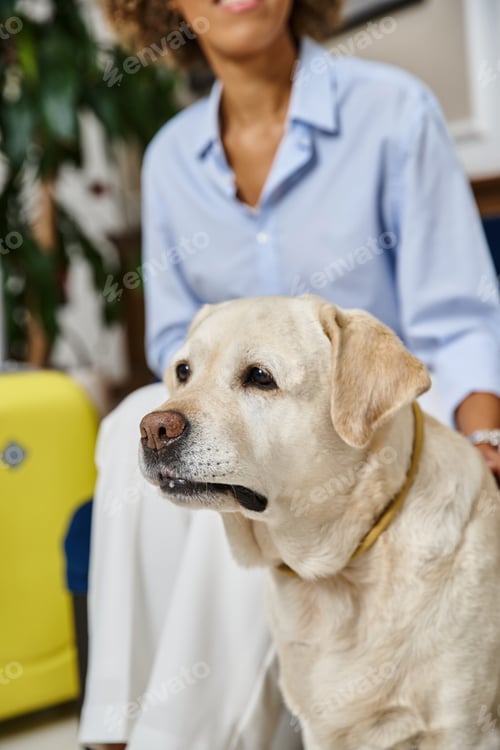Preview: cheerful traveler waiting for check in with Labrador in pet-friendly hotel, black woman with dog