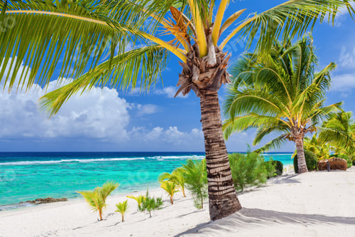 Preview: Palm trees overlooking tropical beach on Roratonga, Cook Islands