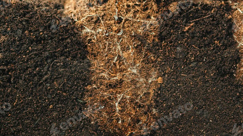 Preview: underground section of soil with roots of plants during watering