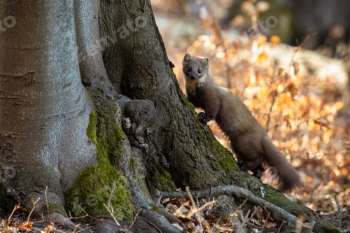 Preview: Pine marten climbing on tree in sunny autumn nature