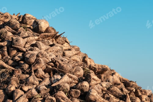 Preview: Pile of harvested sugar beet root crops in field