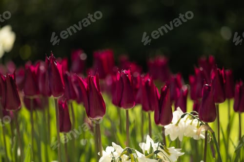 Preview: Unusual bright maroon tulips with pointed petals and white hyacinths in flower bed in Keukenhof