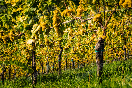 Preview: Rows Of Vineyard Grape Vines. Autumn Landscape. Austria south Styria