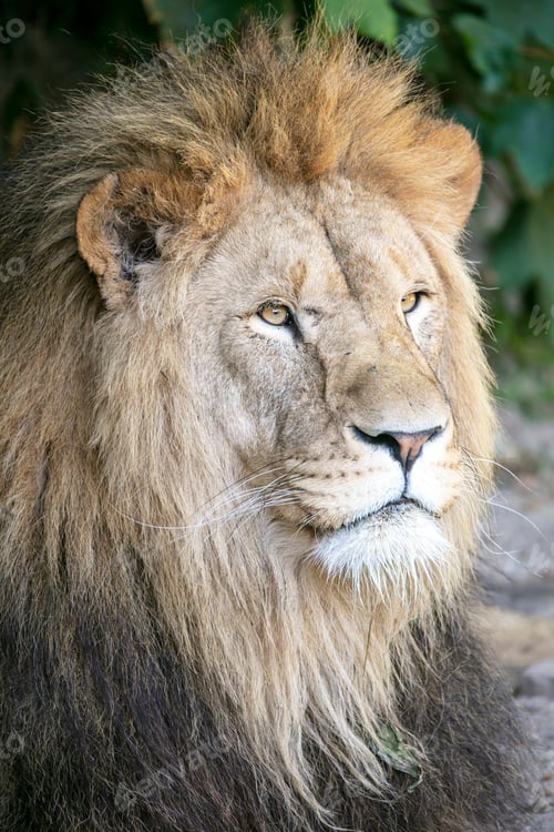 Preview: close up of a male lion (Panthera leo)