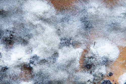 Preview: White mold on spoiled food. The mulberries are moldy.