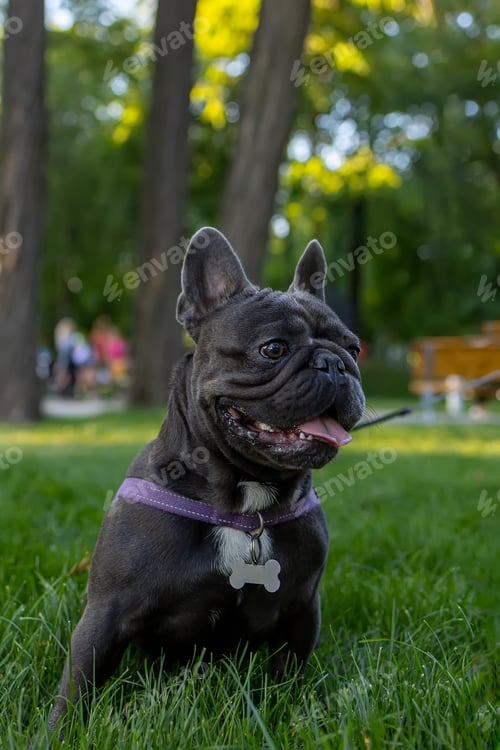 Preview: french bulldog dog looking away sticking out tongue