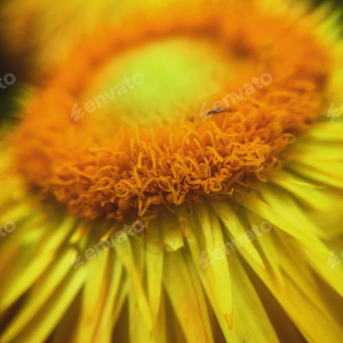 Preview: Sunflower