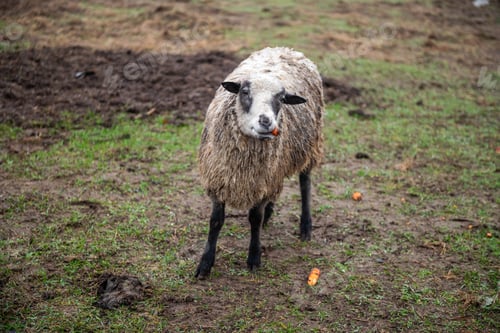 Preview: A sheep eats carrots standing in a pasture