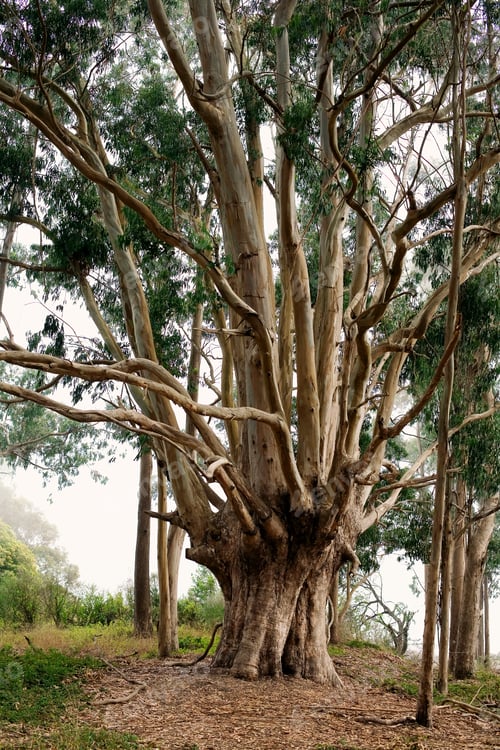 Preview: Tree