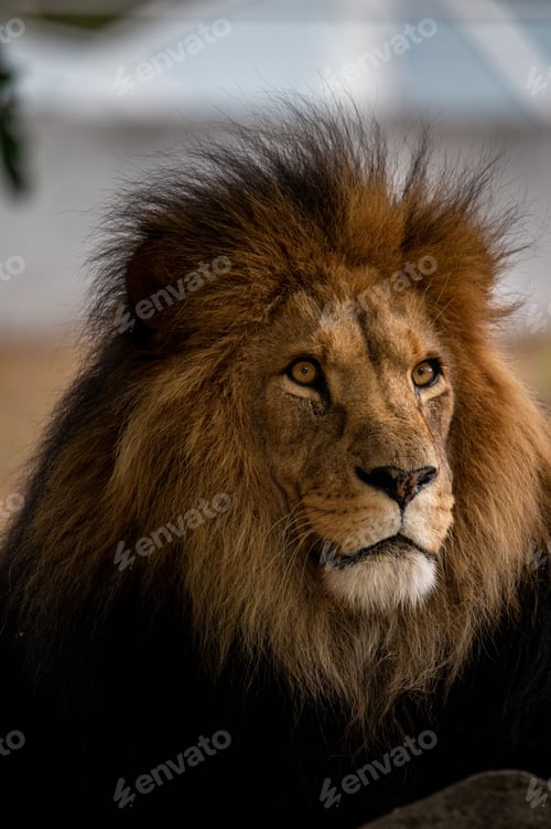 Preview: Vertical shot of an adult male lion in a field against a blurred background