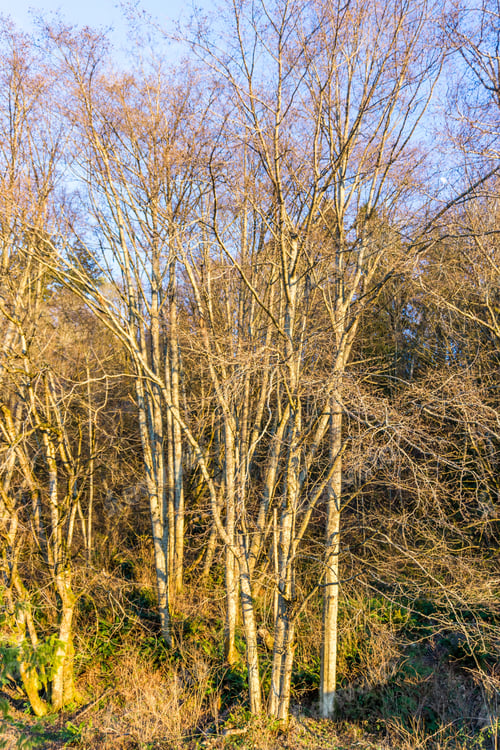 Preview: Tangled Winter Trees Are Bare In Burien, Washington.