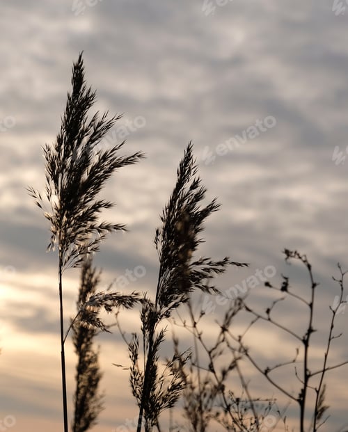 Preview: Golden reeds sway in the wind against sunset sky. Abstract natural background. Pattern with neutral