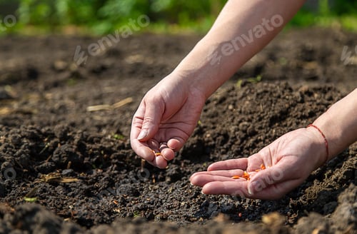 Preview: A woman farmer plants seeds in the garden. Selective focus.