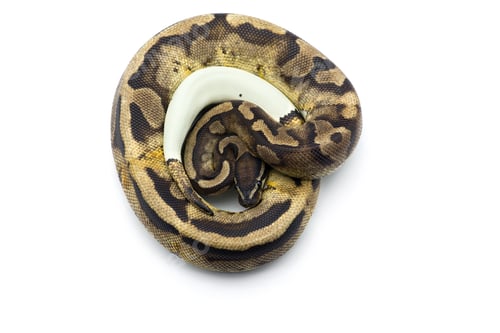 Preview: The royal python isolated on white background