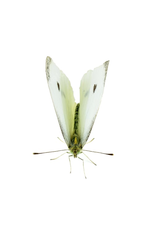 Preview: Cabbage white butterfly isolated on white background