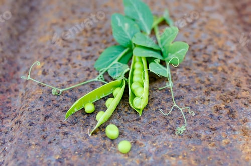 Preview: Pods of young green peas and pea on an old rusty surface background. Dark rustic style.