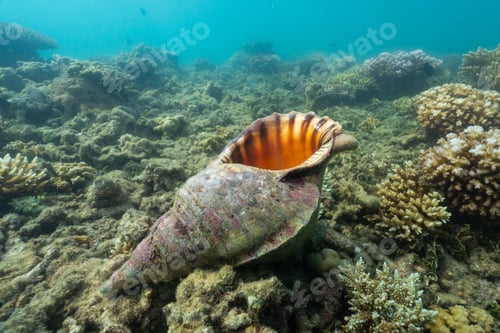 Preview: coral reef macro ,texture, abstract marine ecosystem background on a coral reef
