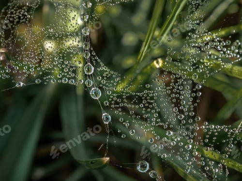 Preview: Texture, natural background. Dew drops on the web. Macro.