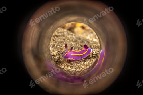 Preview: Small underwater snail