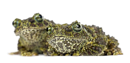 Preview: Two Mossy Frogs, Theloderma corticale, also known as a Vietnamese Mossy Frog