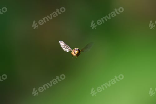 Preview: Closeup shot of a fly in flight