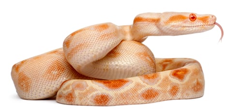 Preview: Albinos Boa constrictor, Boa constrictor, 2 months old, in front of white background