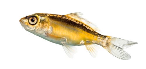 Preview: Side view of a yellow koi isolated on white
