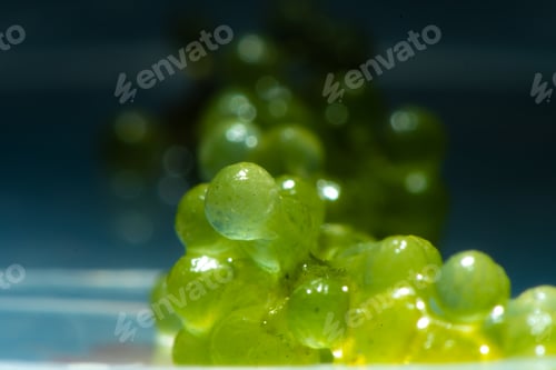 Preview: green alga laboratory research, alternative biofuel energy technology, biotechnology concept