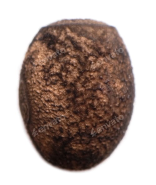 Preview: Egg of Peruphasma schultei, stick insects, phasmatodea, against white background