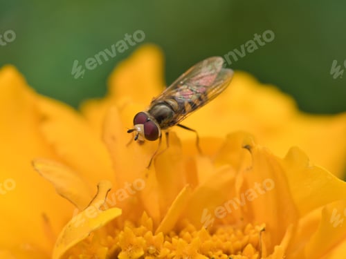 Preview: Close up of Hoverfly