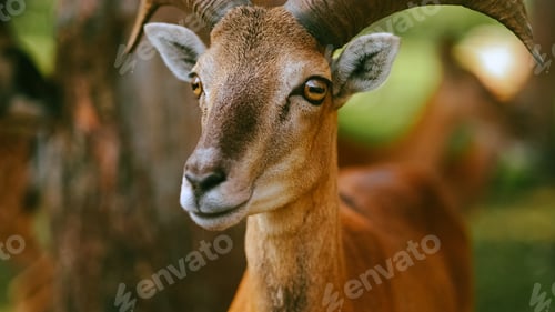 Preview: Close up of the head of a mouflon ram in natural environment.