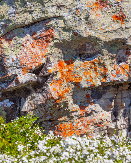 Preview: Lichen Patterns in Table Mountain National Park
