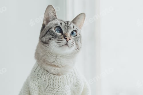 Preview: Pretty cat thai tabby point with blue eyes wearing fashion cardigan