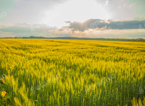 Preview: Agricultural Growth -Various Fields - Agriculture Farming Field