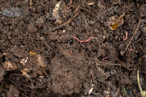 Preview: Earthworms in Fertile Soil Closeup